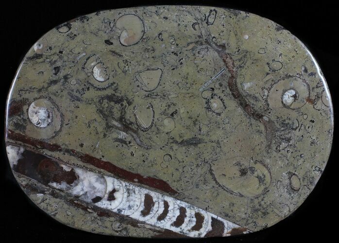 / Fossil Orthoceras & Goniatite Plate - Stoneware #58576